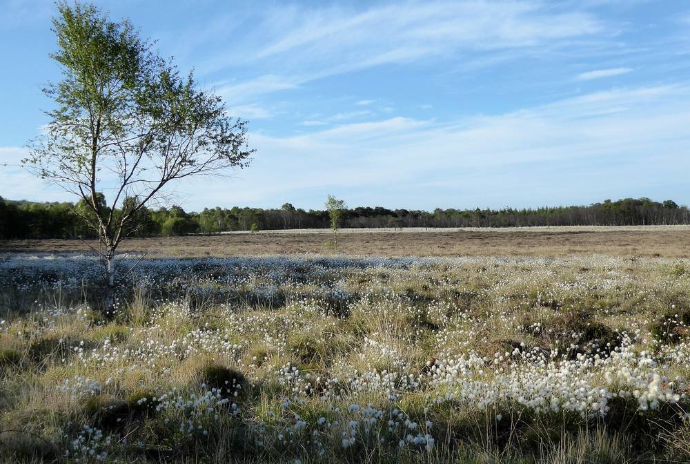 Bog cotton growing near Coalburn