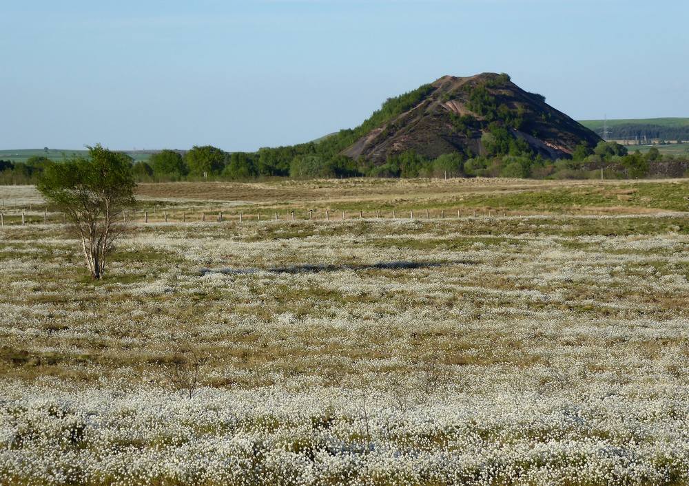 Bog cotton growing near Coalburn