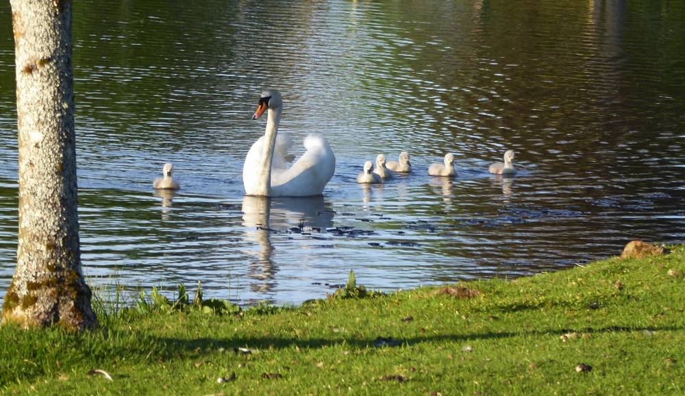 Mother swan with her cygnets at Auchlochan