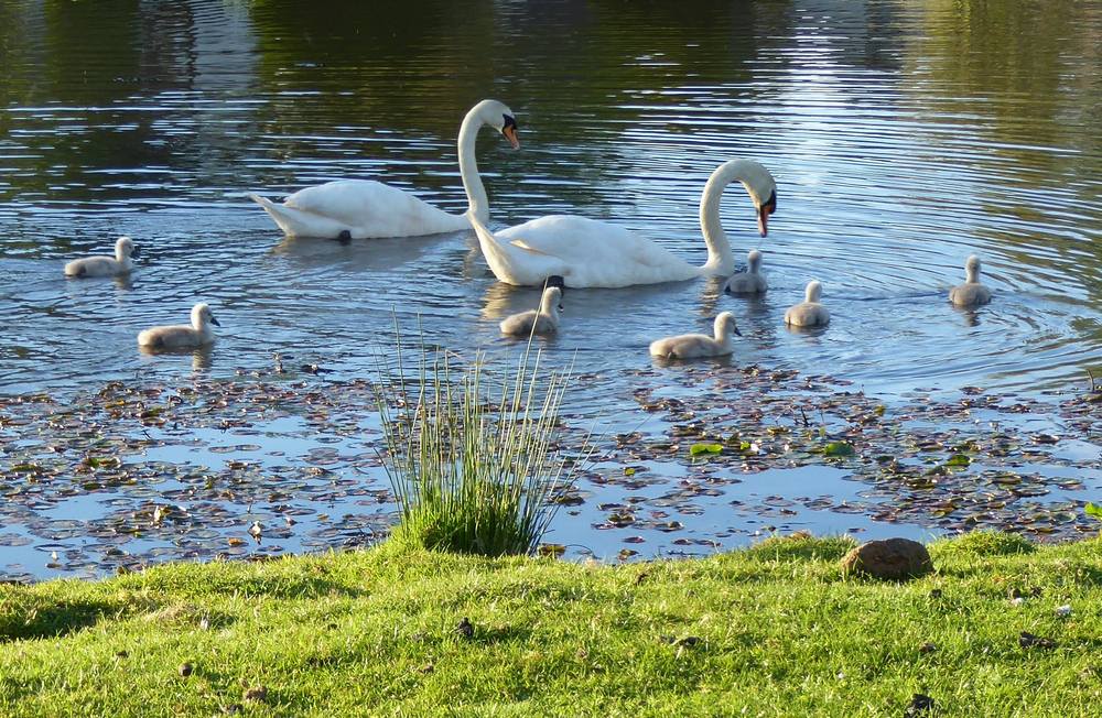 Mother amd father swan with their cygnets at Auchlochan