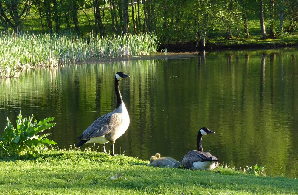 Canada geese family with young goslings at Auchlochan