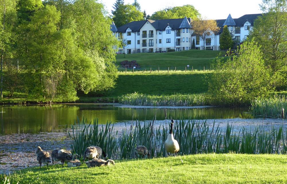 Another Canada Geese couple with more mature goslings