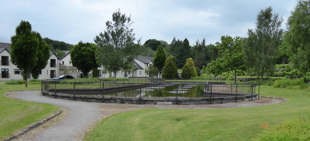 Overall view of the lily pond