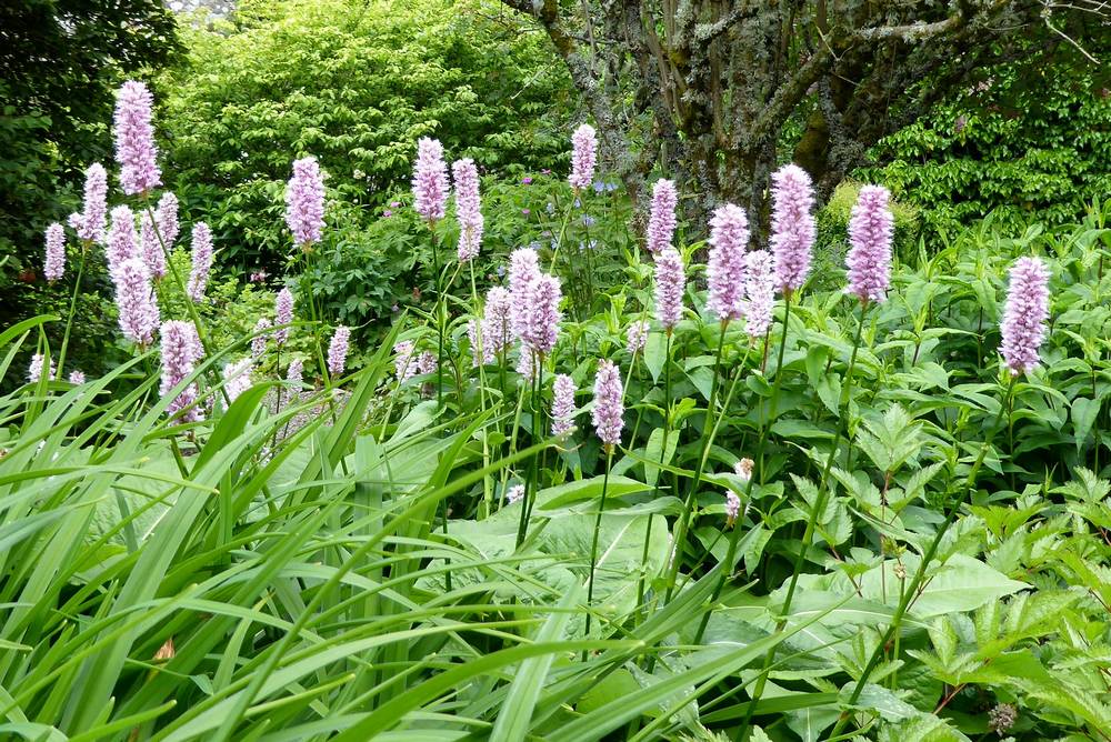 Auchlochan Walled Garden