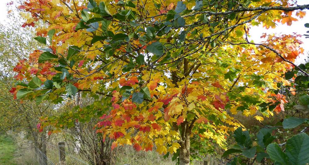 More autumnal colour in Shoulderigg Road