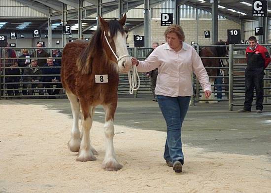 Lanark Foal Show