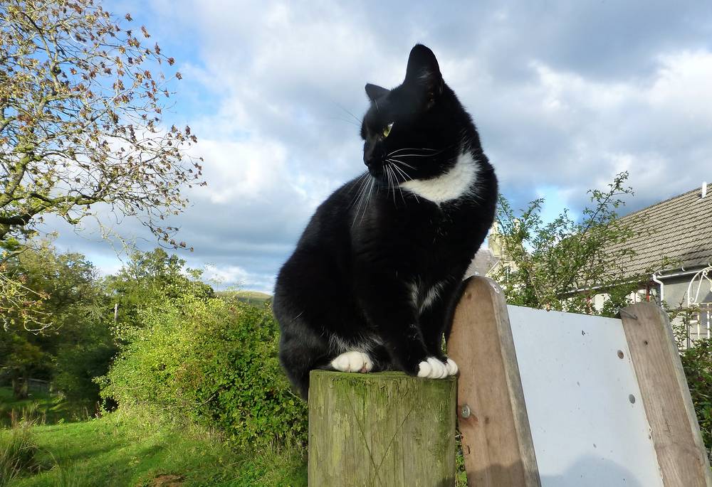 Cat at Yonderton Farm