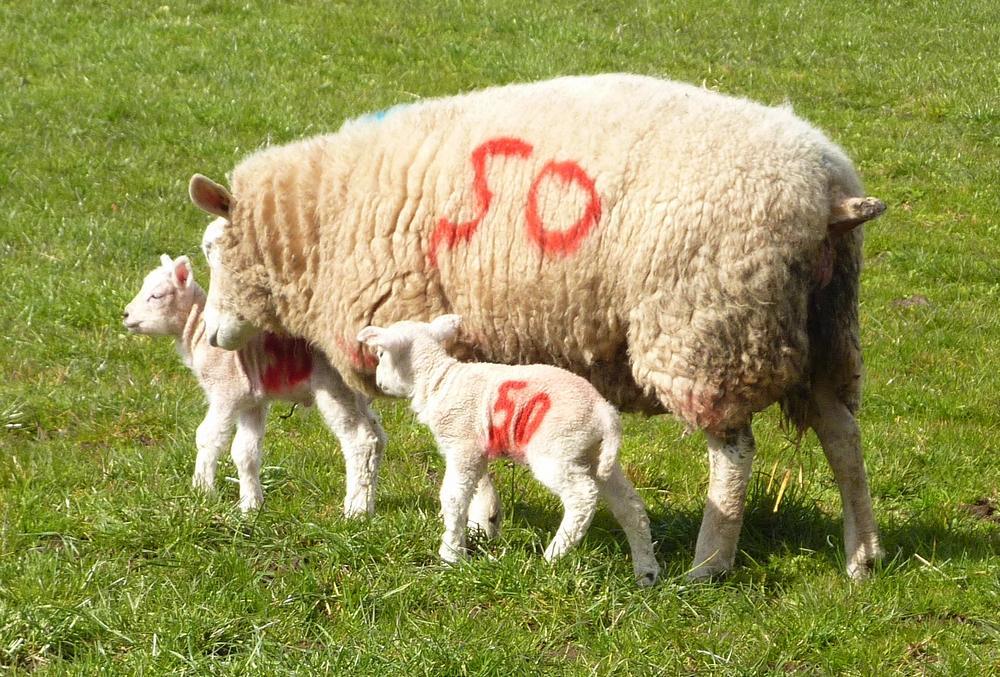 Ewe with lambs