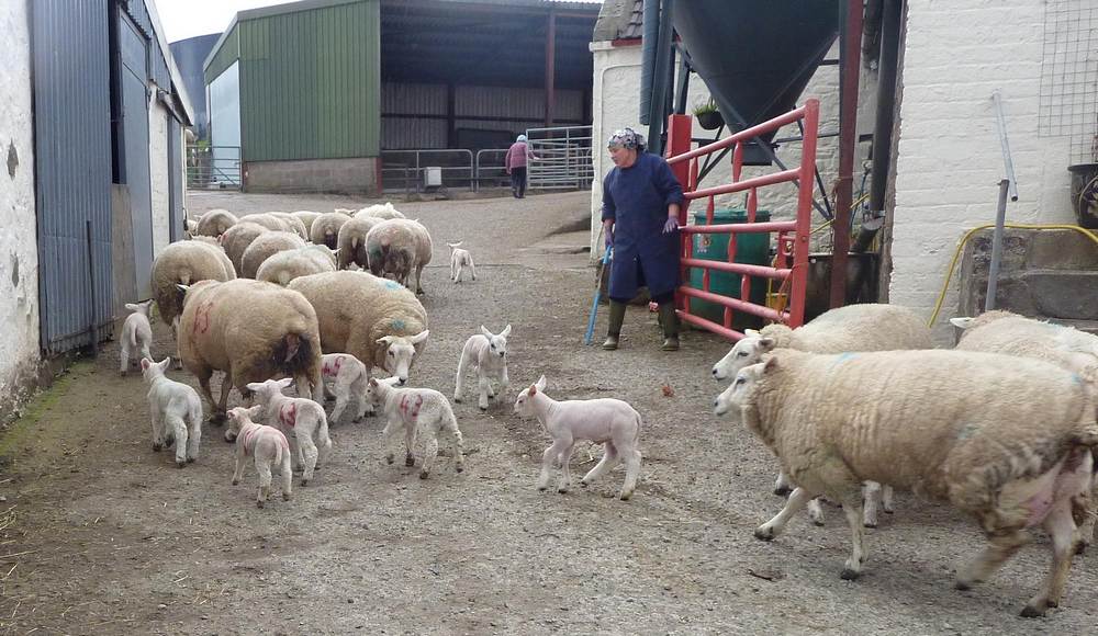 Ewes and lambs being moved from one barn to another