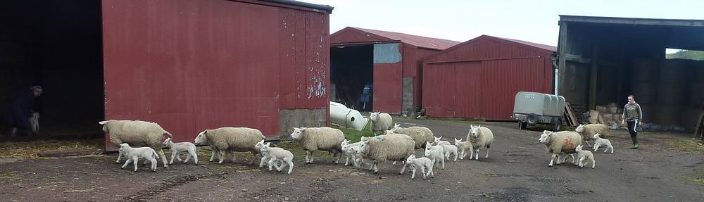 Ewes and lambs being moved from one barn to another