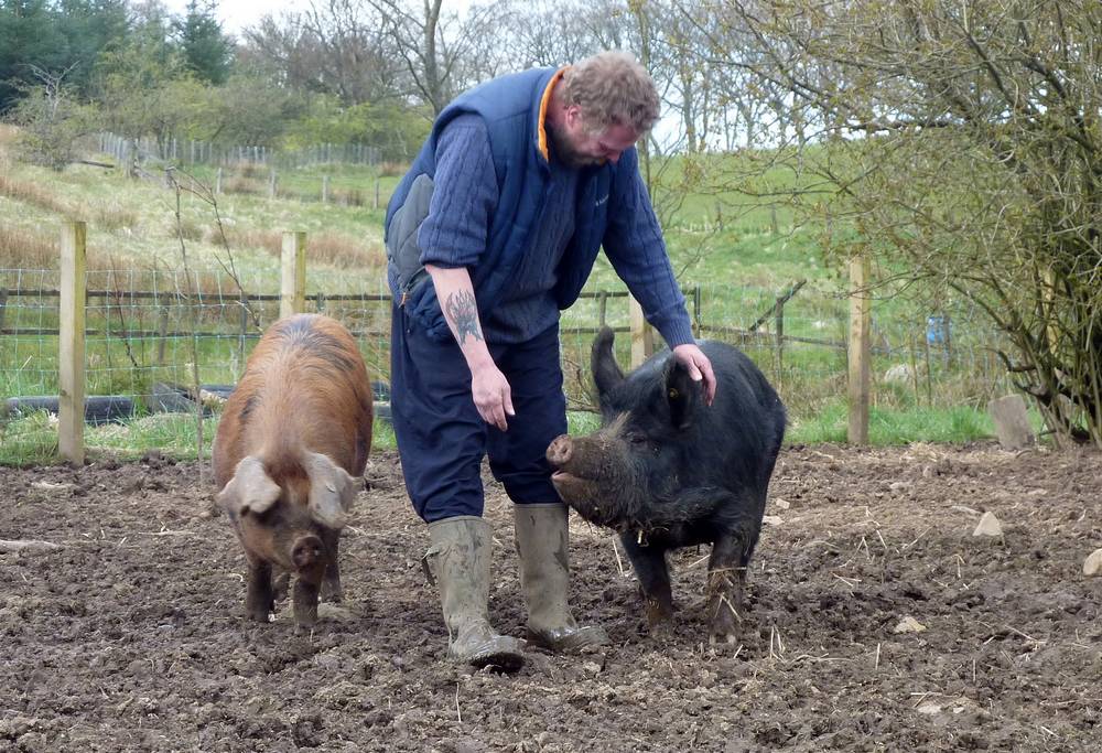 Pigs at Yonderton Rare Breed Pigs