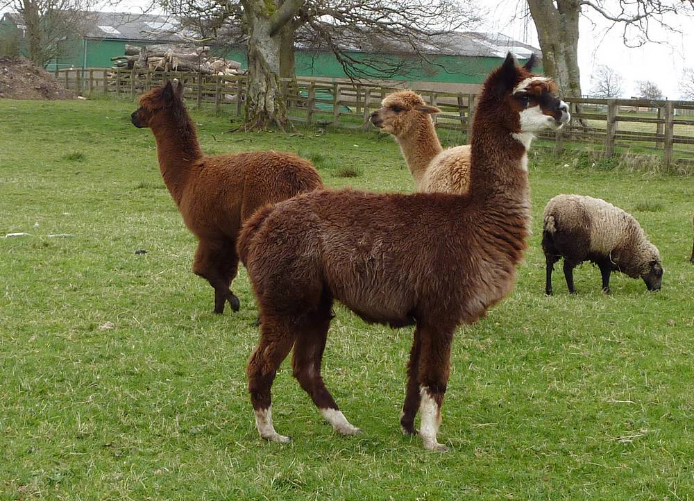 Alpacas