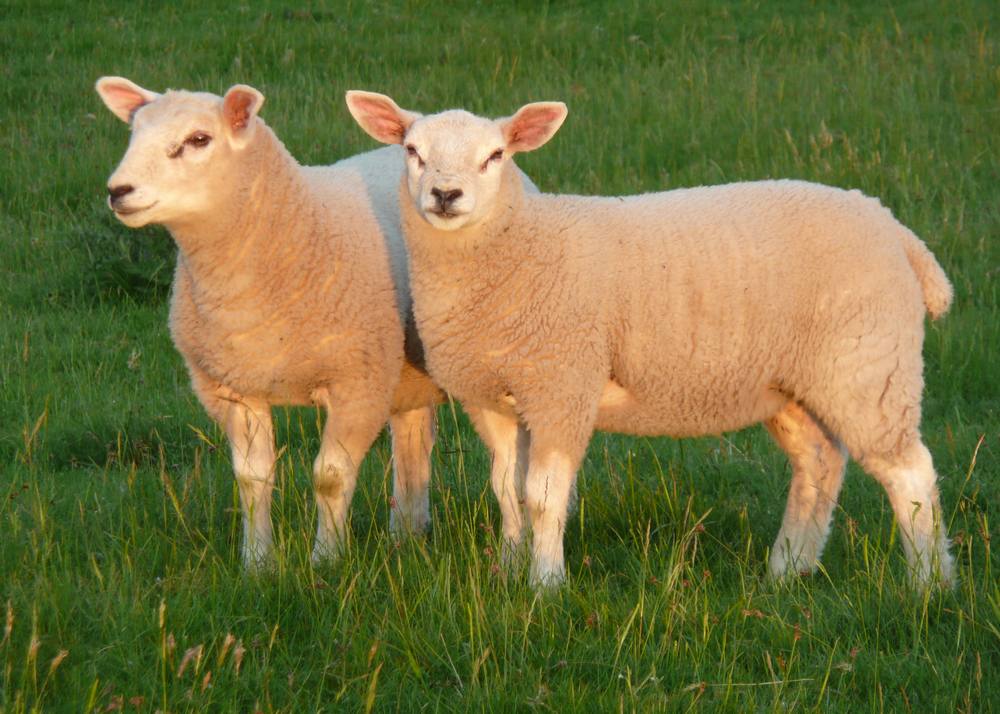 Lambs at sunset