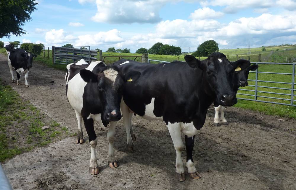 Cows on the way for milking