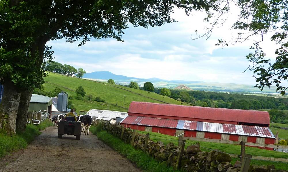 last of the cows being guided by quadbike to milking shed