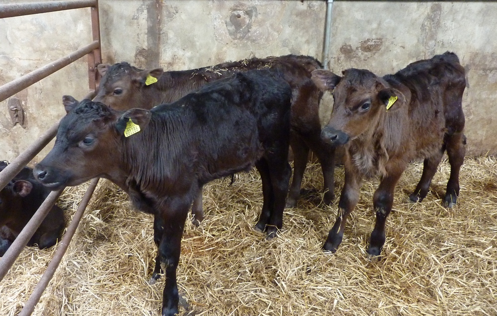 Calves