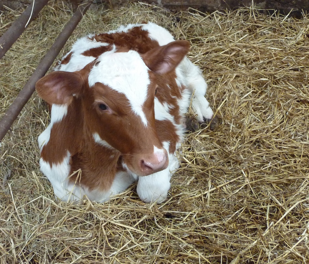 Calf