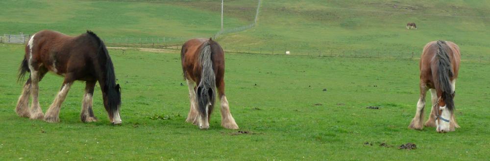 Clydesdales grazing