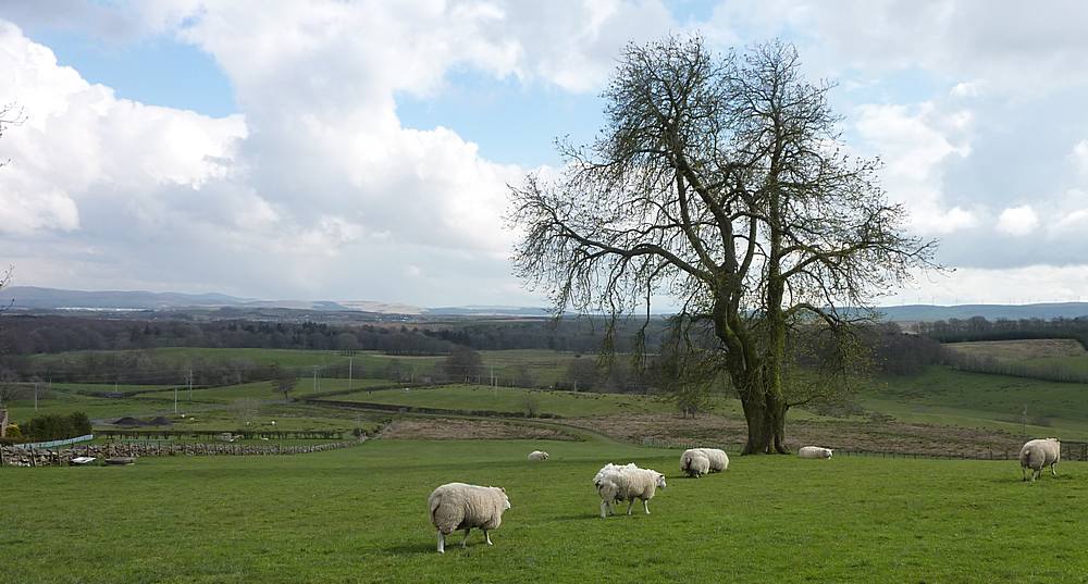 View from Nether Skellyhill Farm