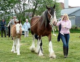 Clydesdale horse with foal