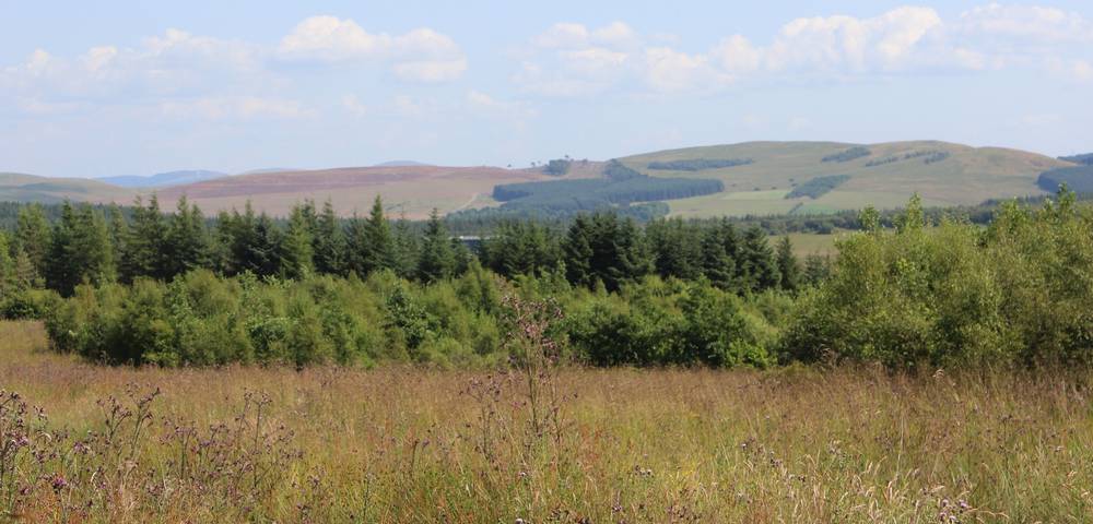 Forested area of old opencast site