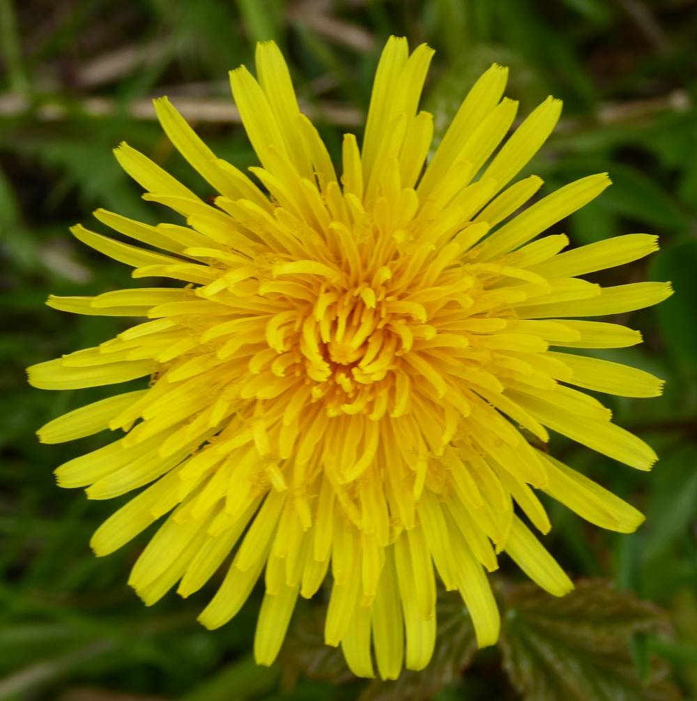 Dandelion flower