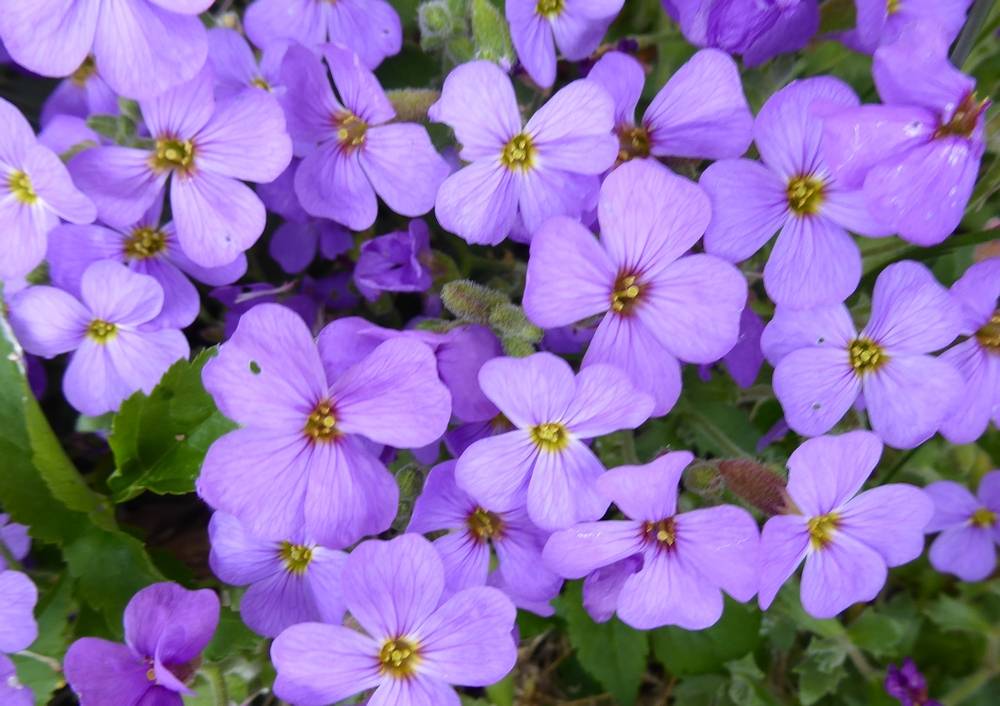 Aubretia flowers