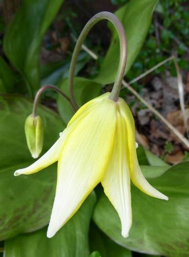 Dogtooth Violet