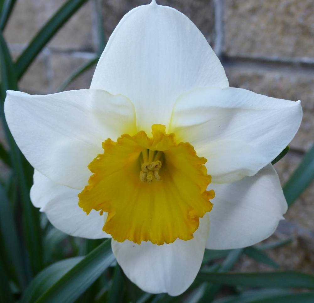 Daffodil