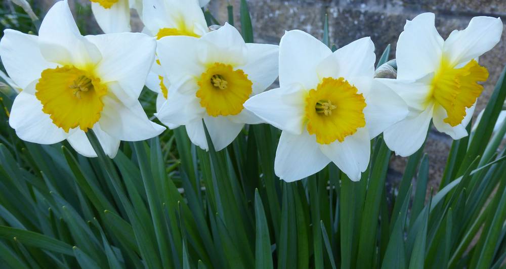 Daffodils