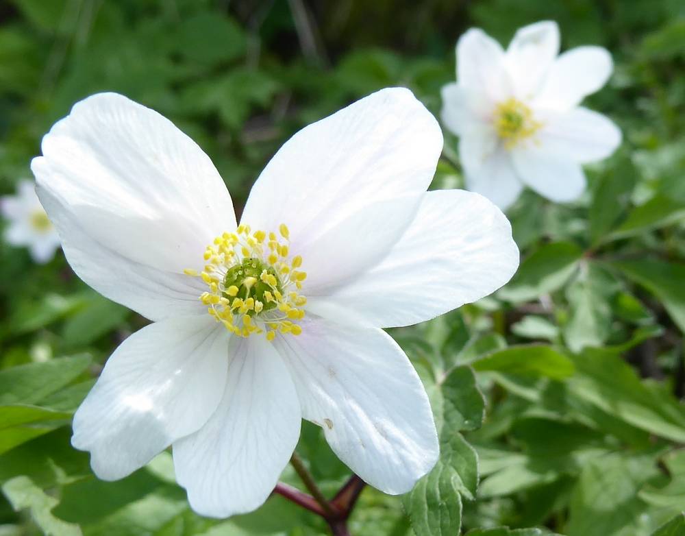 Wood Anemone