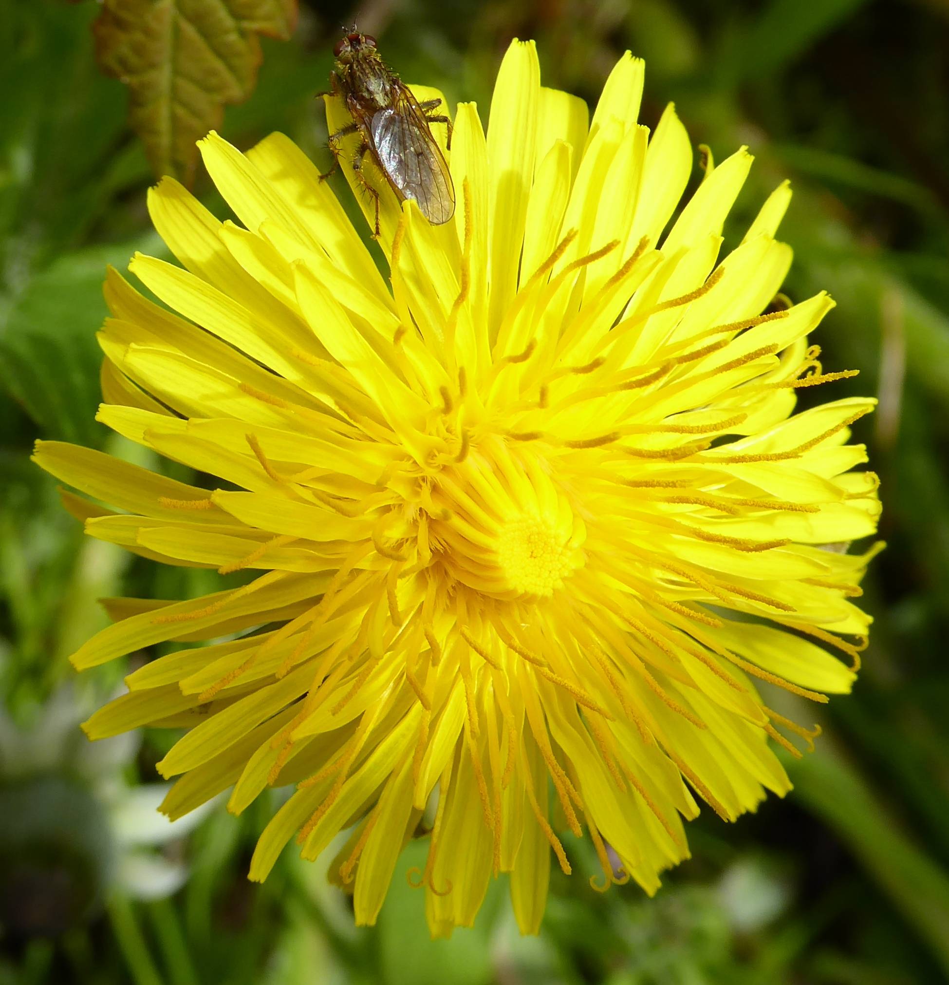 Dandelion with fly