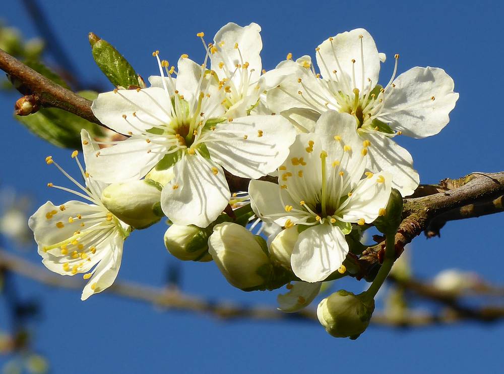 Blackthorn blossom