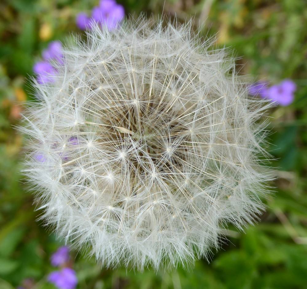 Dandelion seedhead