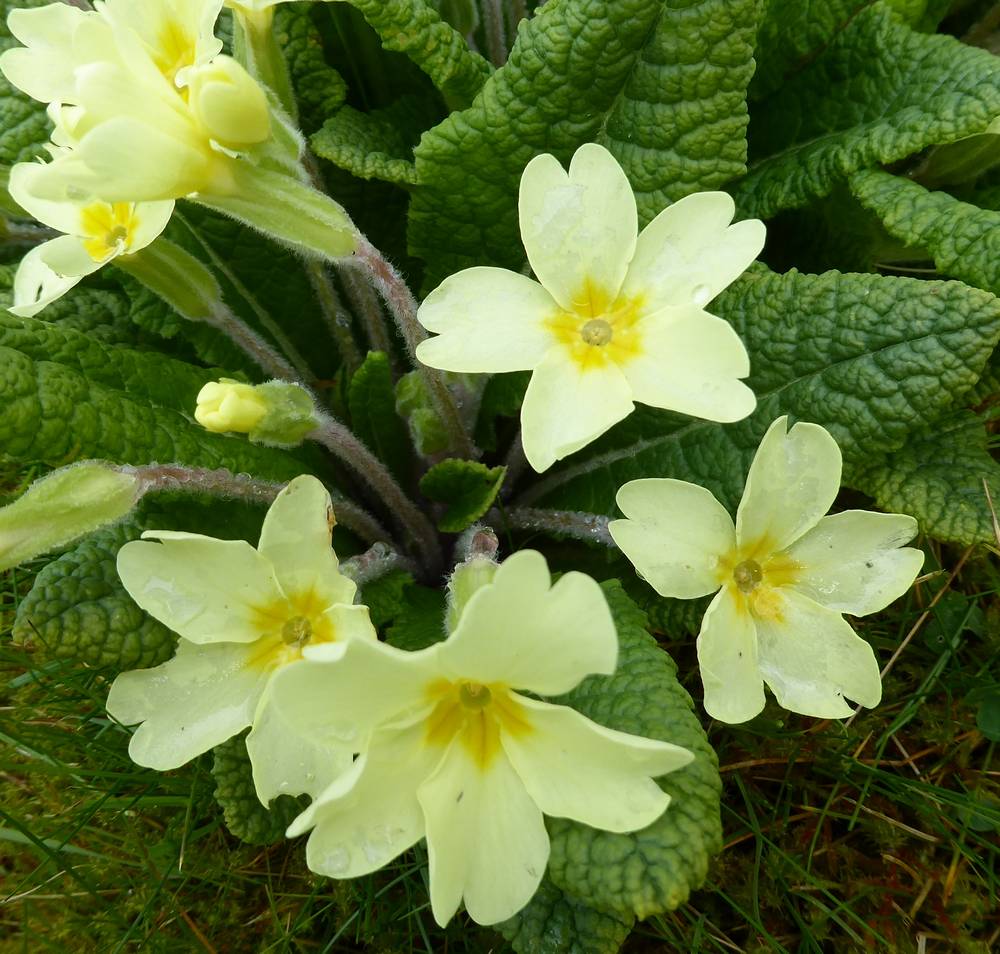 Wild primrose