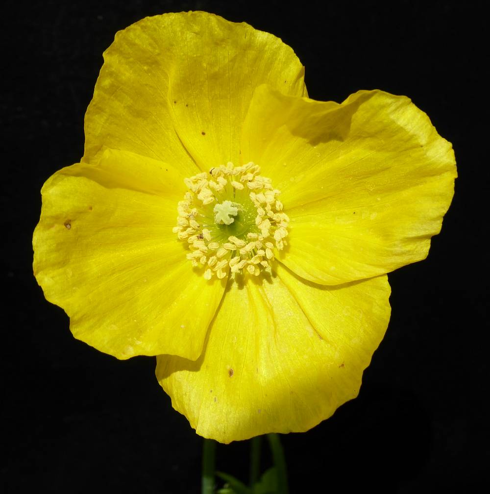 Close-up of iceland poppy