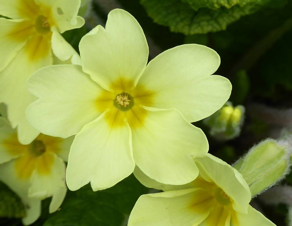 Close-up of wild primrose
