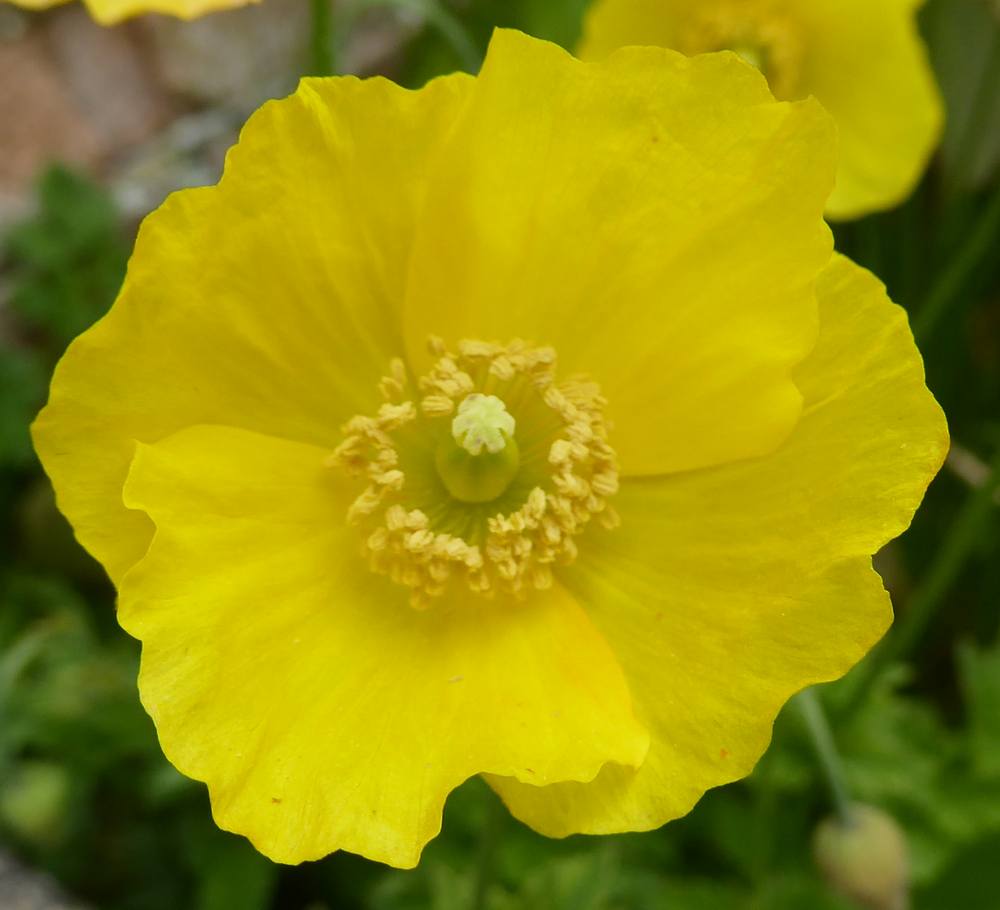 iceland poppy