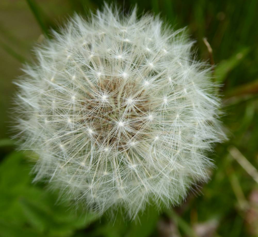 Dandelion seedhead