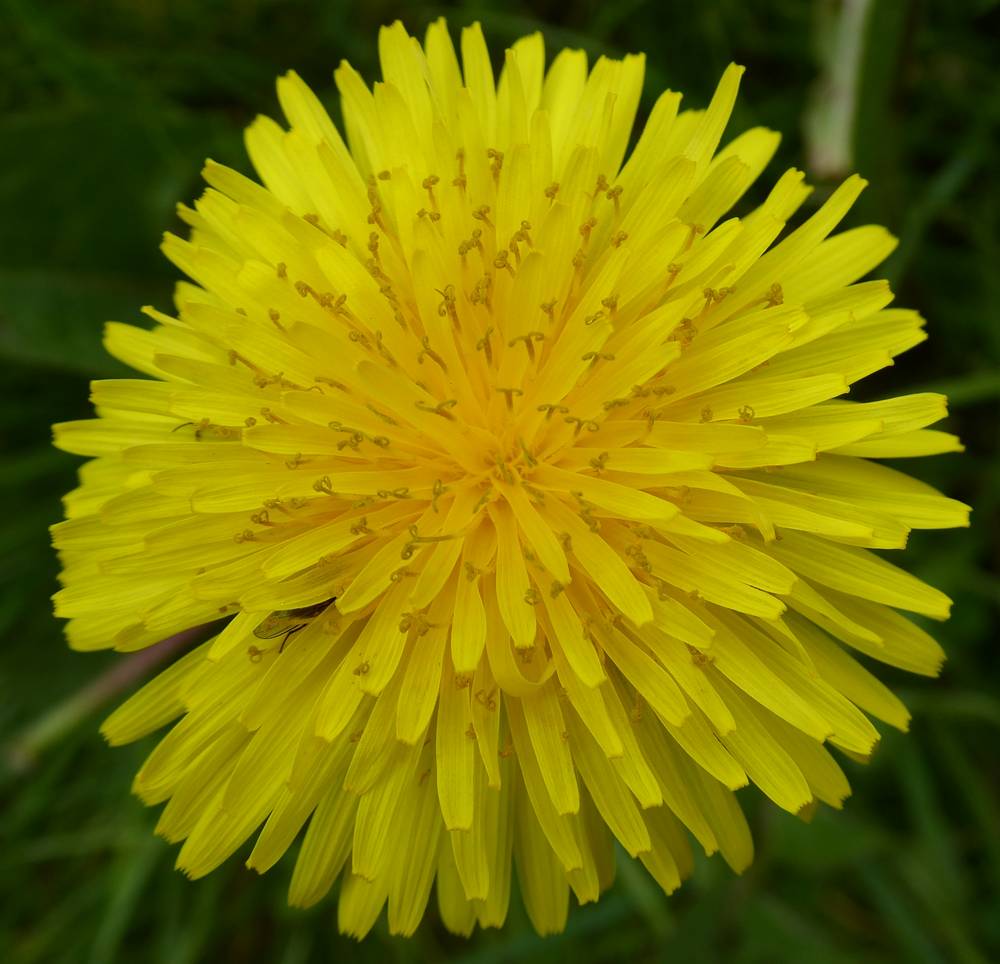 Dandelion flower