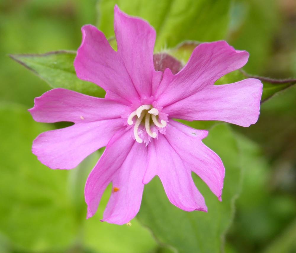 Red Campion