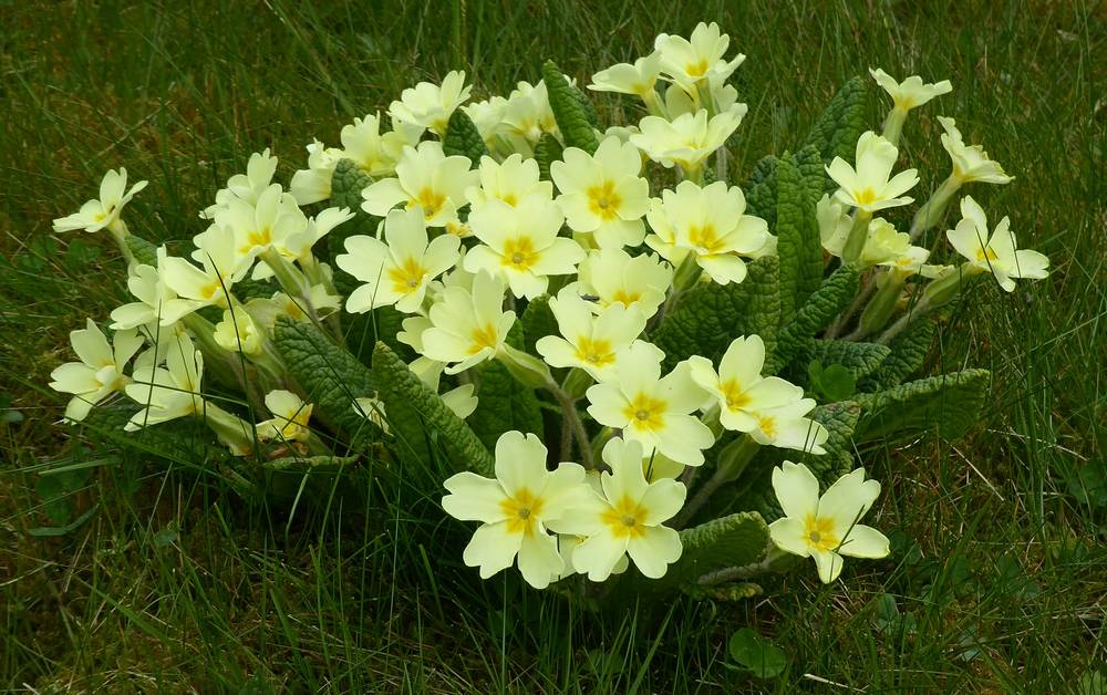 Primroses