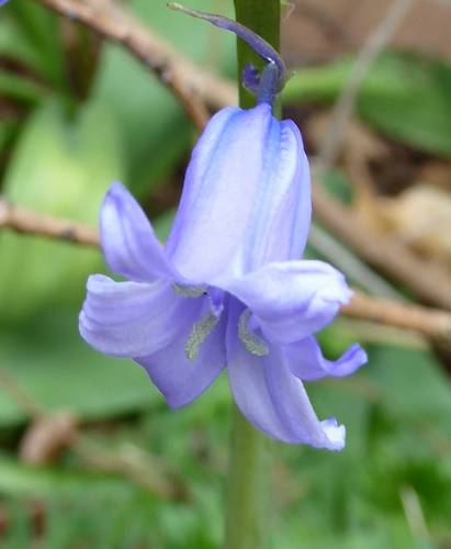 Bluebell