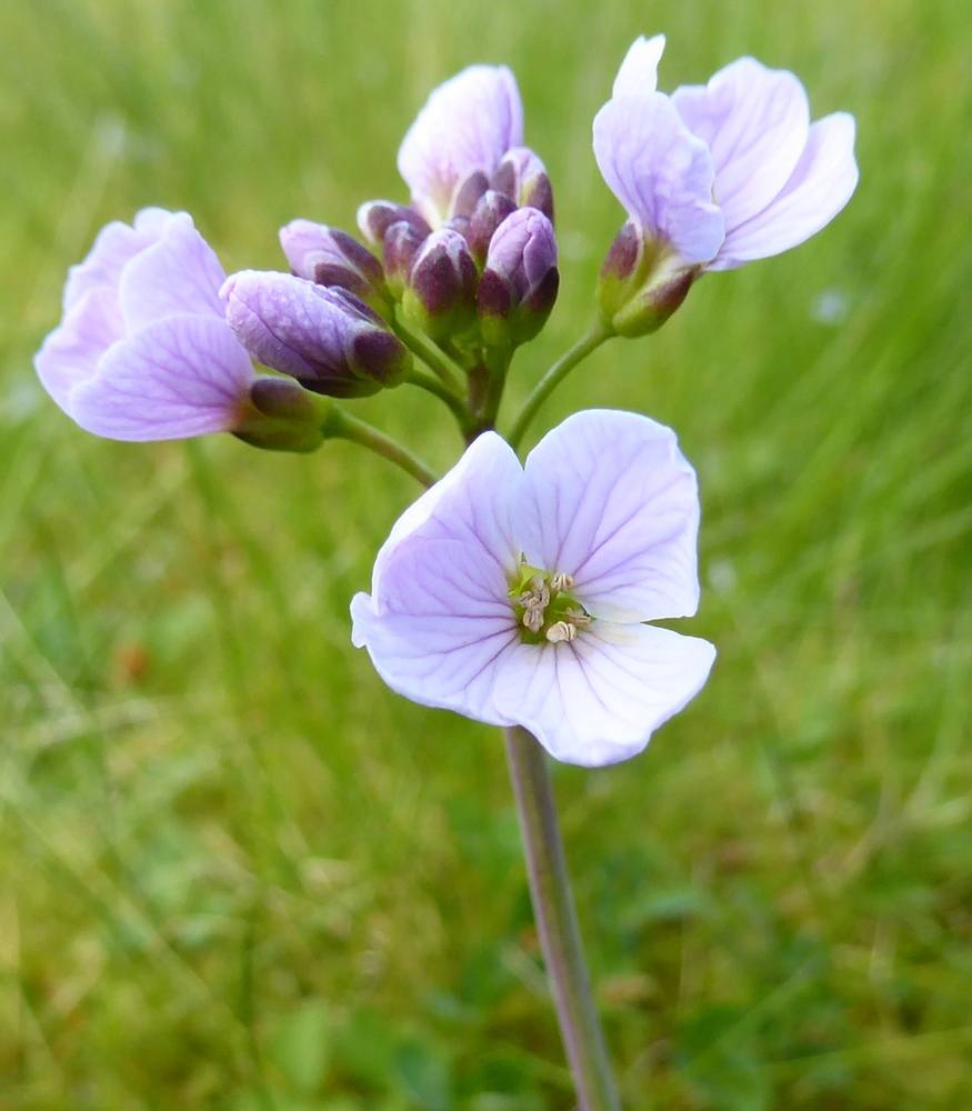 Cuckooflower