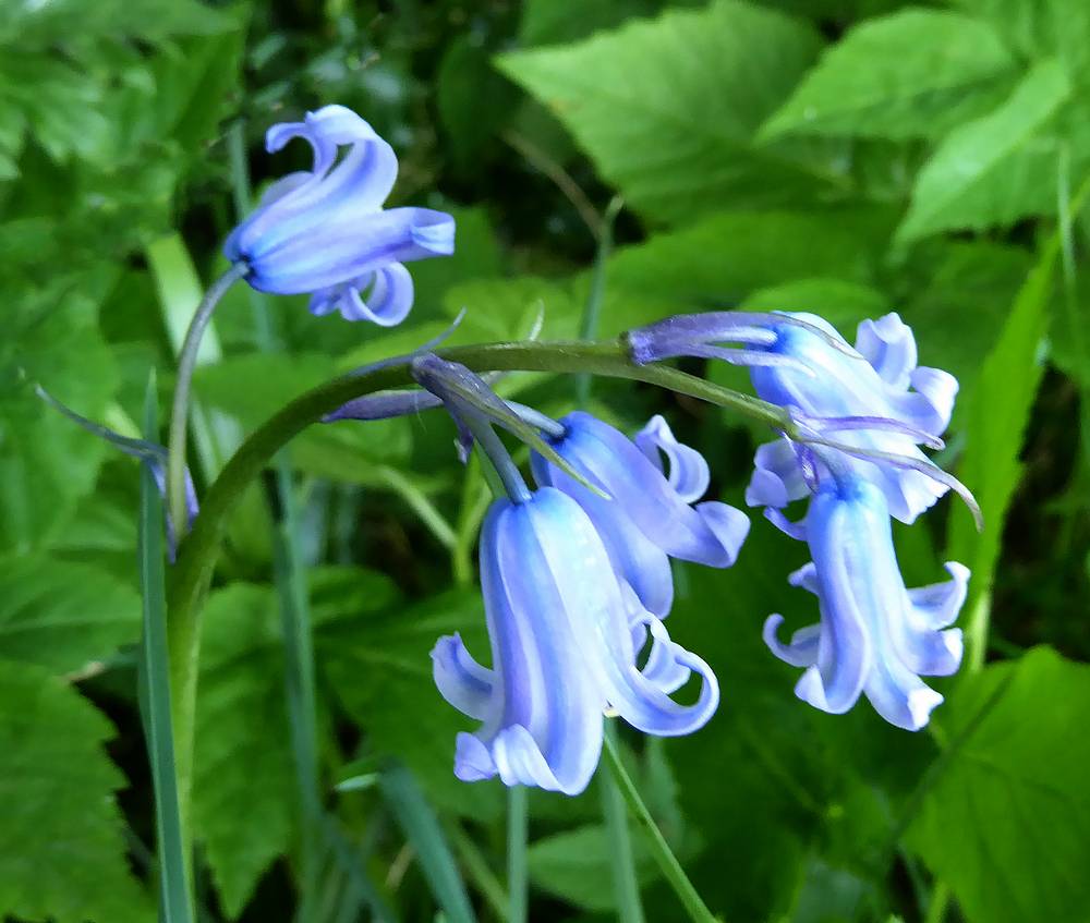 Bluebells