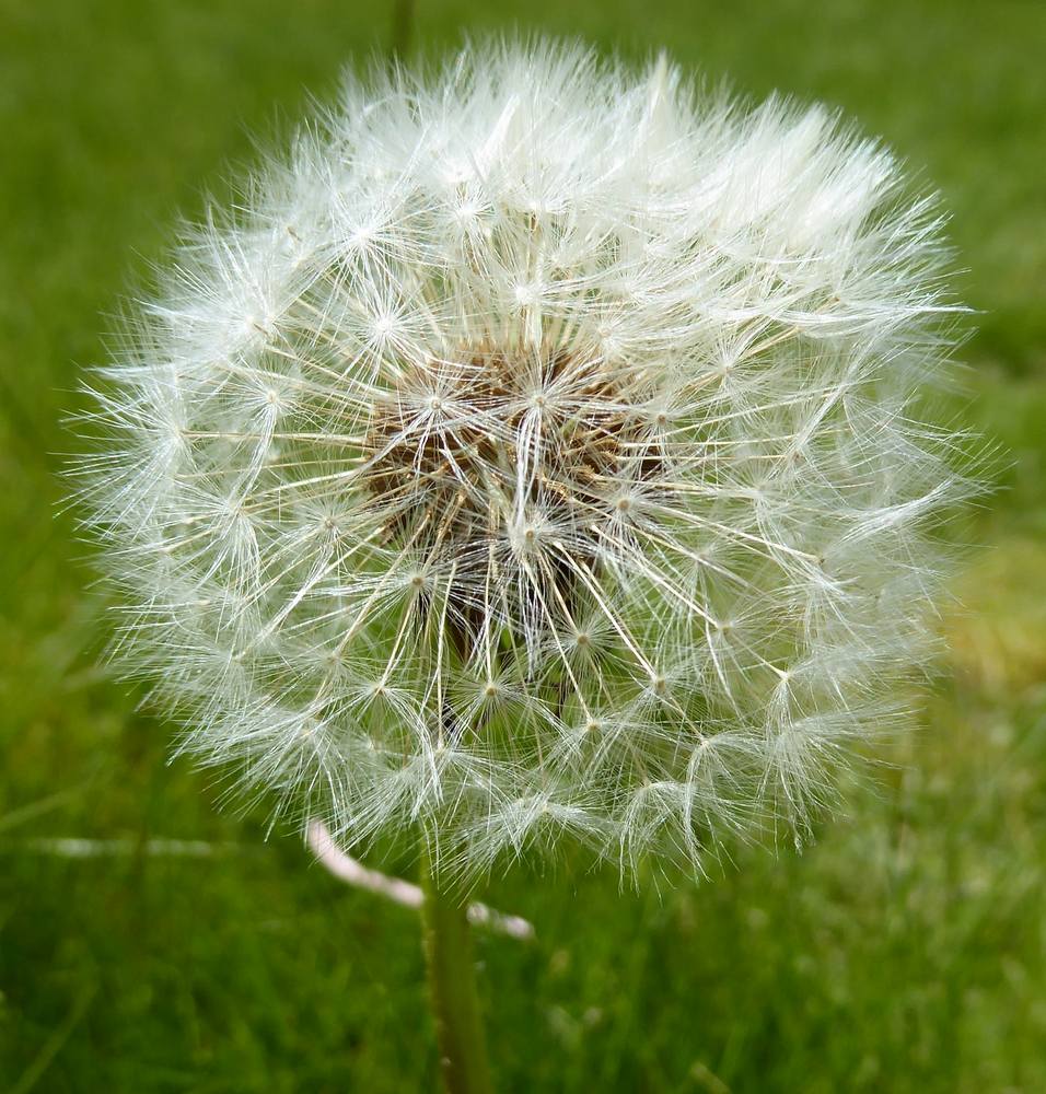 Dandelion seedhead