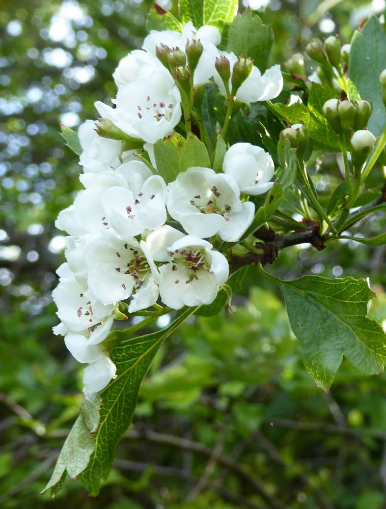 Hawthorn blossom