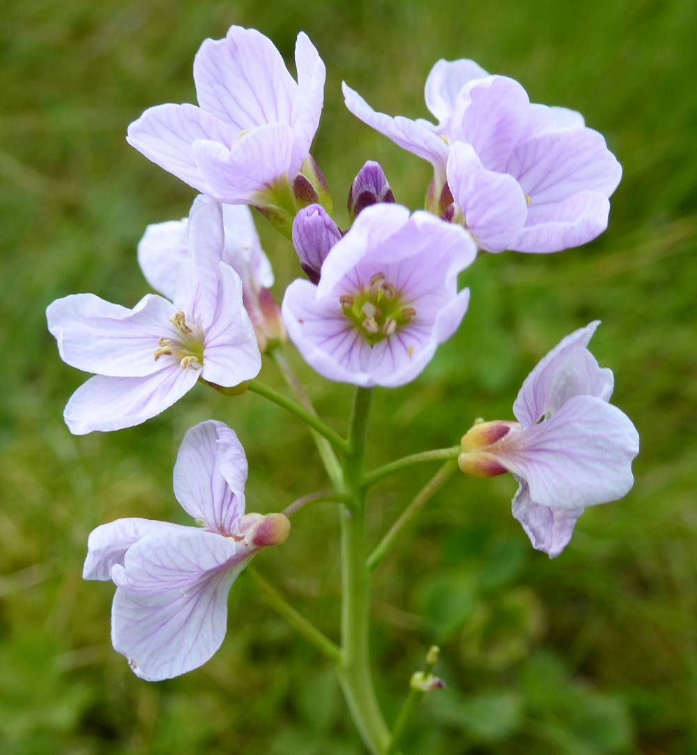 Cuckooflower