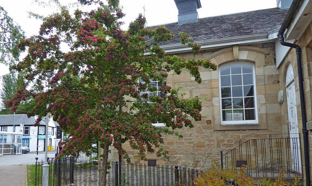 One of the red hawthorn trees outside the Fountain Hall, Lesmahagow
