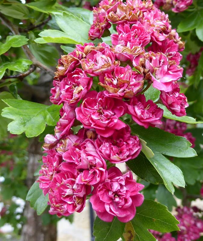 Red Hawthorn blossom